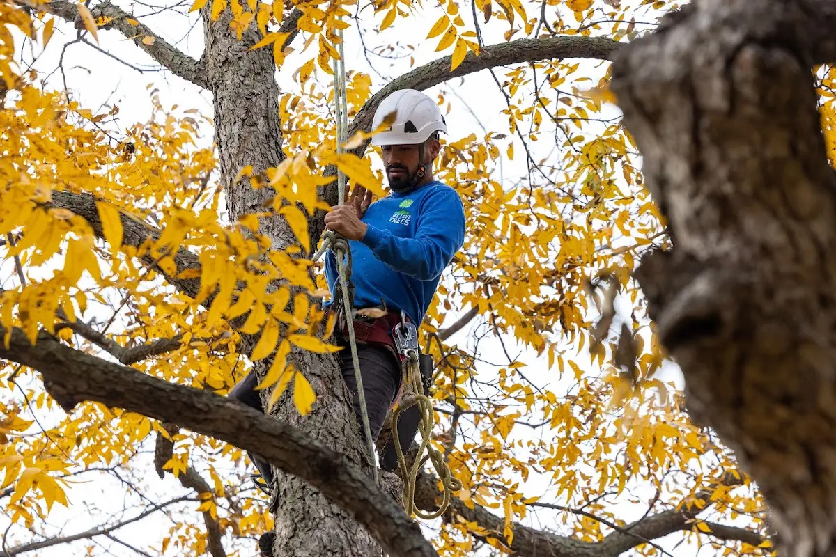 Skilled Tree Planting crew working in Tazewell